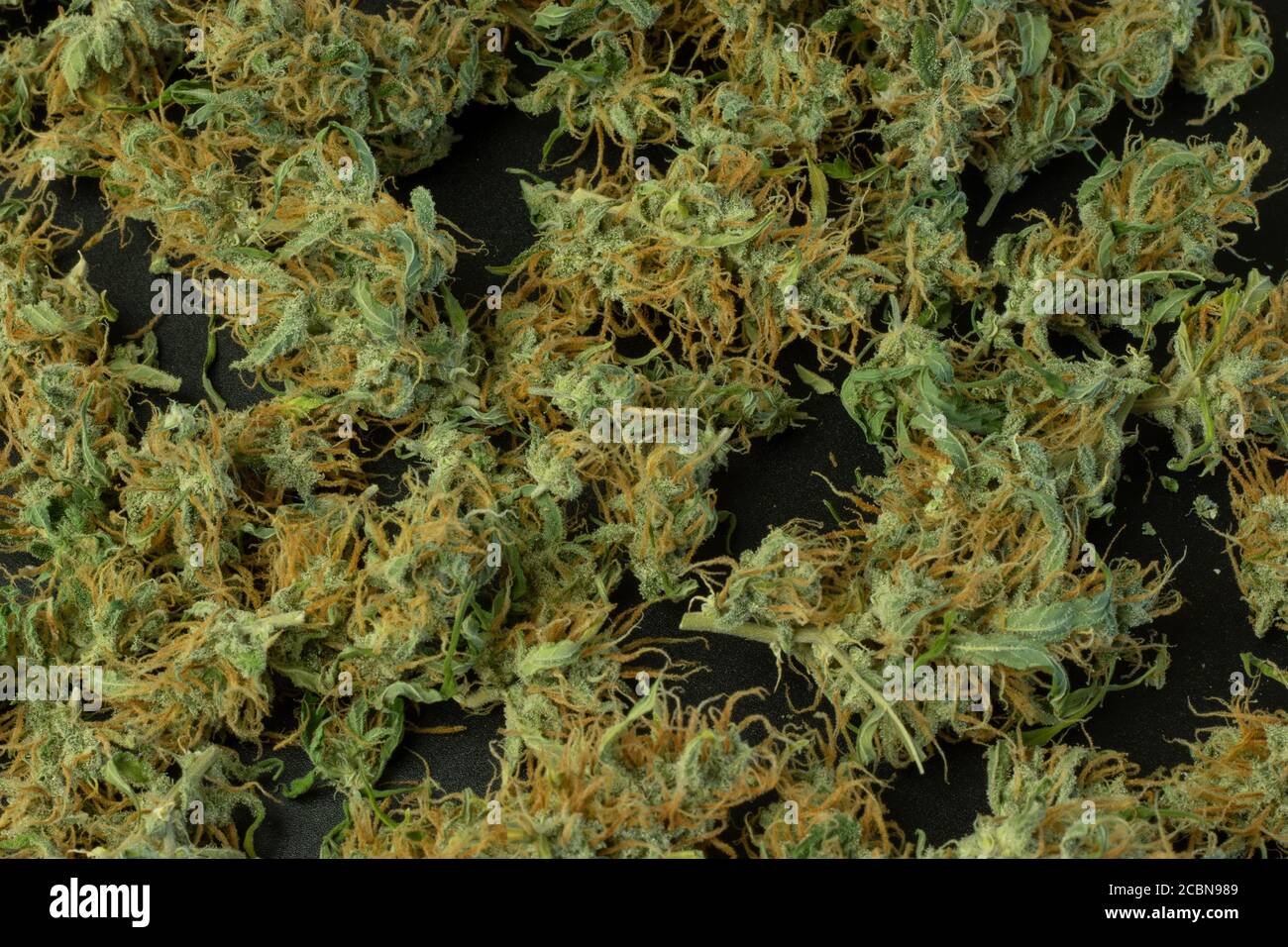 Le cannabis, les bourgeons de marijuana en gros plan, les mauvaises herbes à plat se moquent Banque D'Images