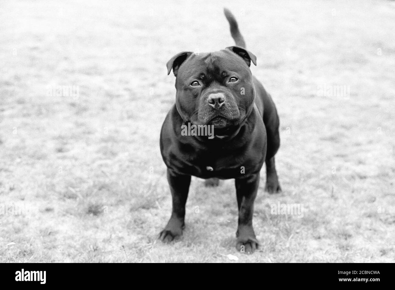 Portrait d'un Staffordshire Bull Terrier en monochrome prendre sur film avec un peu de grain de film. Banque D'Images