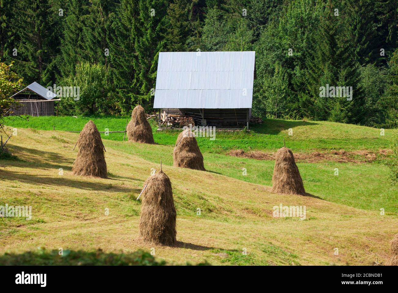 Piles de foin en Roumanie rurale, village traditionnel travaillant Banque D'Images