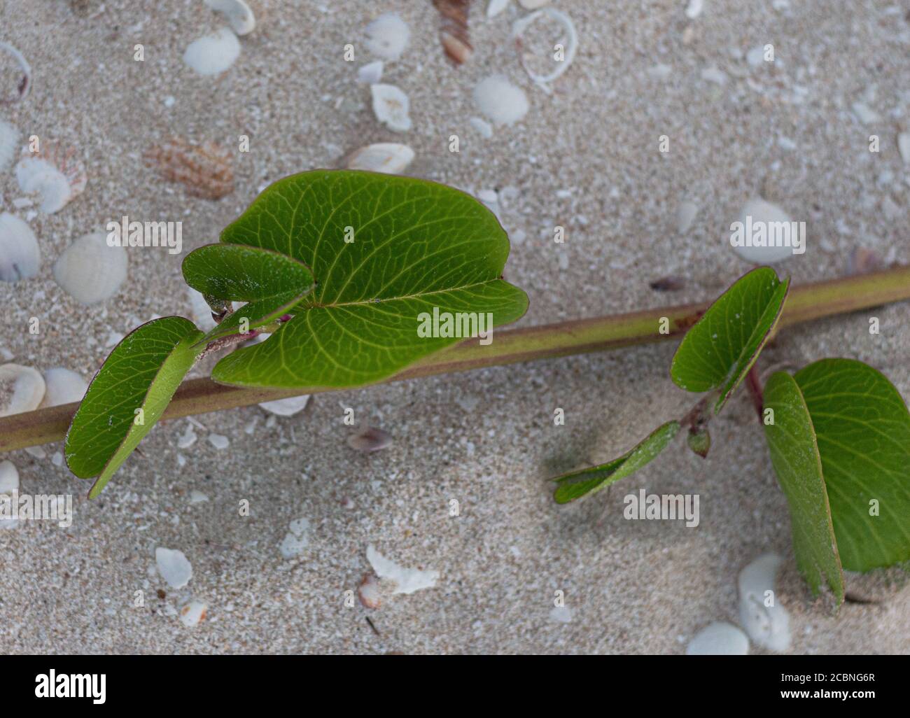 Beach Morning Glory feuilles, Ipomoea pes-caprae dans le Yucatan, Mexique Banque D'Images