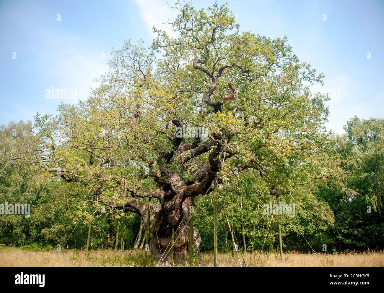 Grand chêne dans le parc régional de Sherwood Forest Banque D'Images