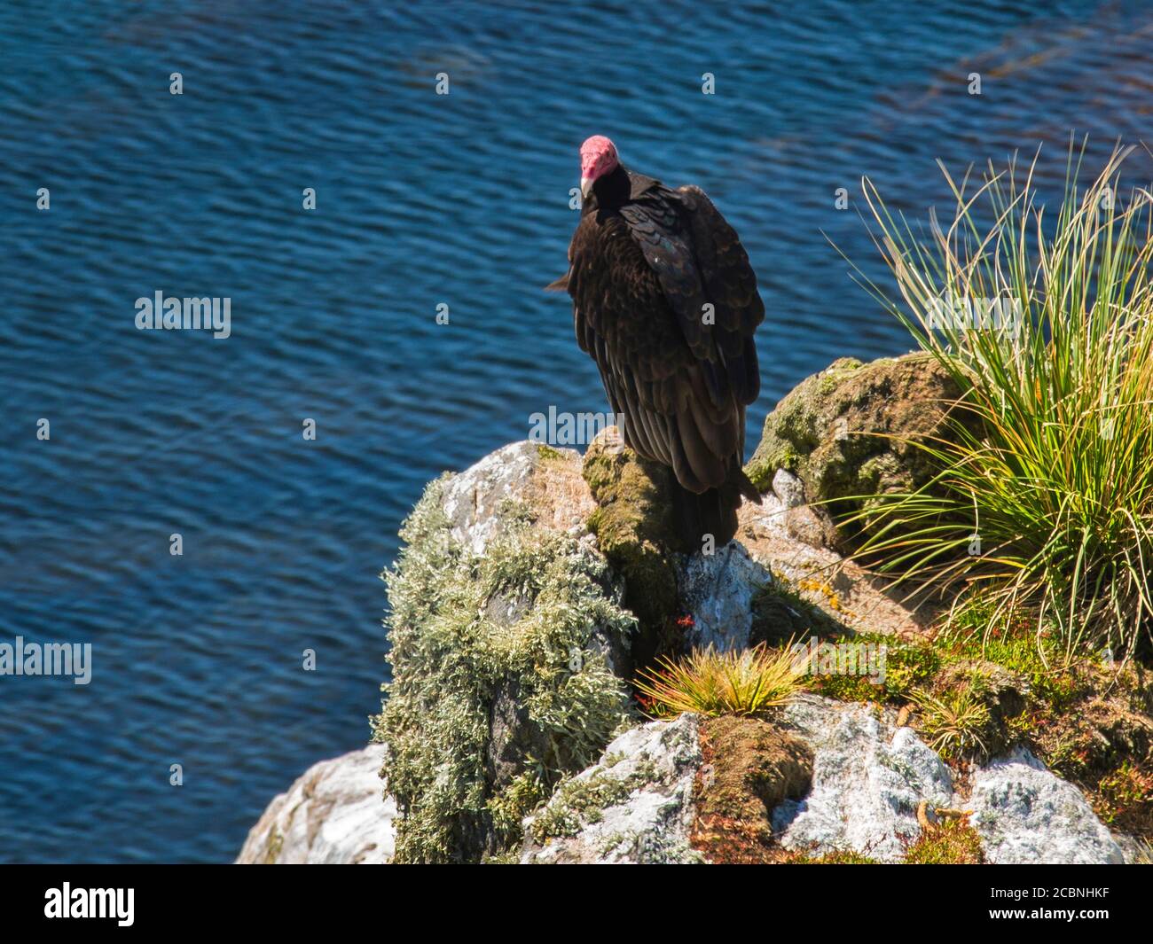 Turkey Vulture (Cathartes aura) sur la falaise au milieu des boudins, Gypsy Cove, Yorke Bay, Port Stanley, îles Falkland (Islas Malvinas), Royaume-Uni Banque D'Images