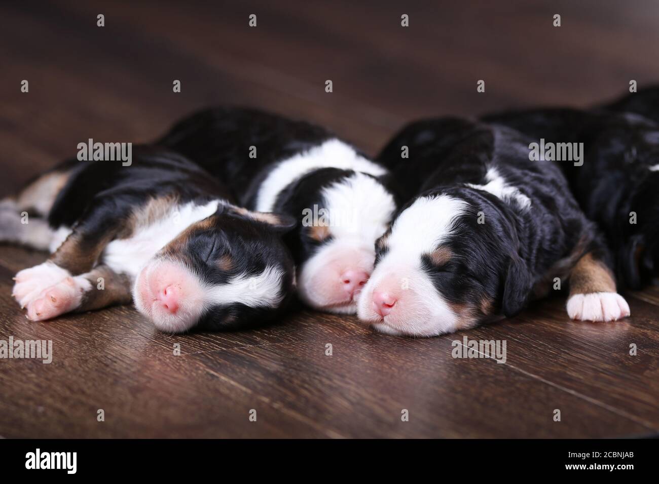 F1 Mini Bernedoodle Puppies tricolores couchés de suite le sol Banque D'Images