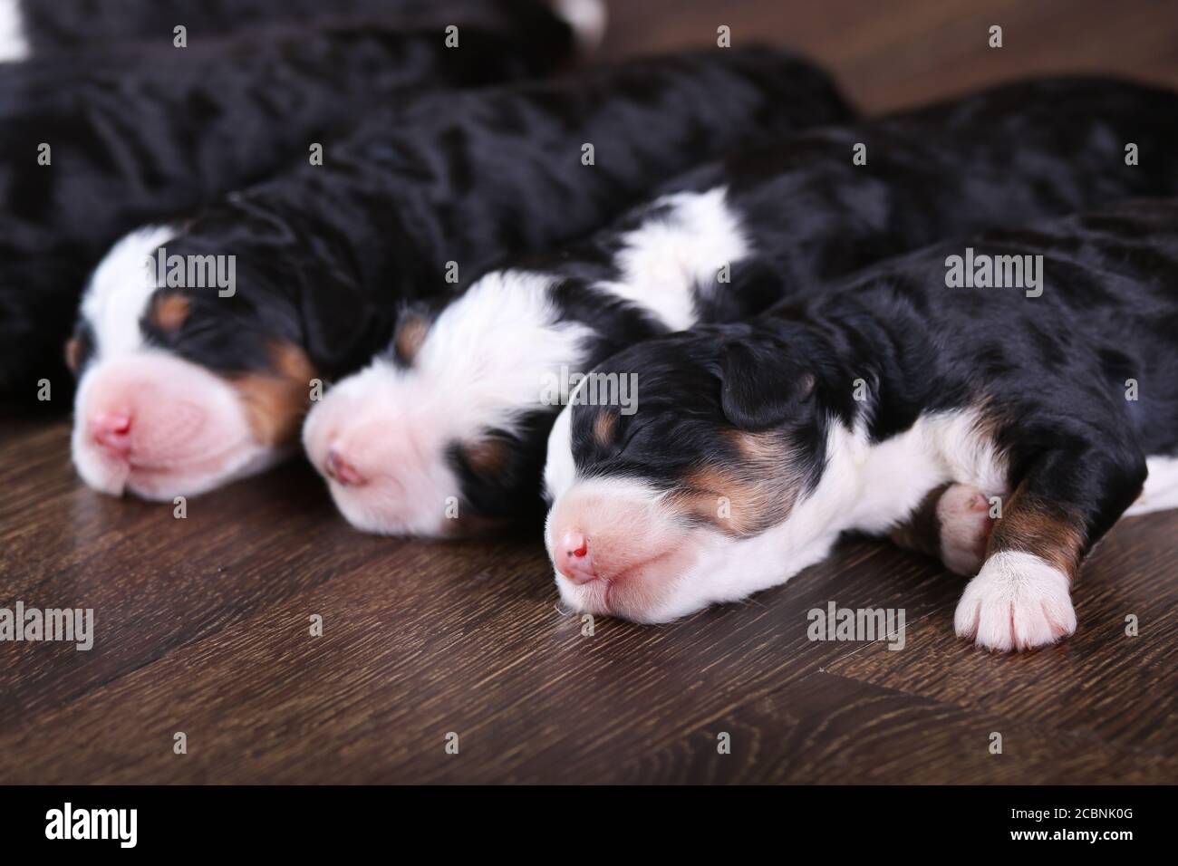 F1 Mini Bernedoodle Puppies tricolores couchés de suite le sol Banque D'Images
