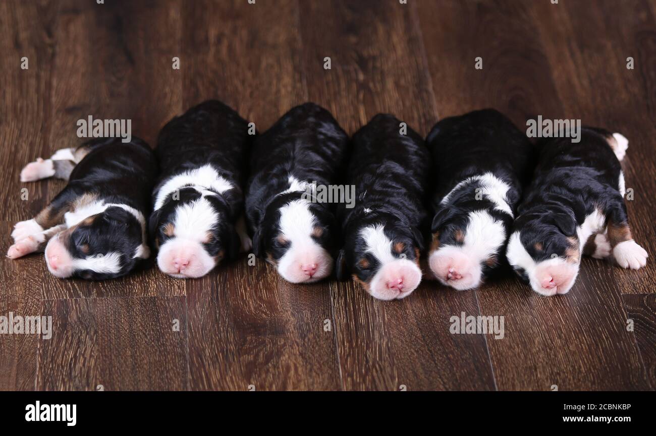 F1 Mini Bernedoodle Puppies tricolores couchés de suite un plancher de bois franc Banque D'Images