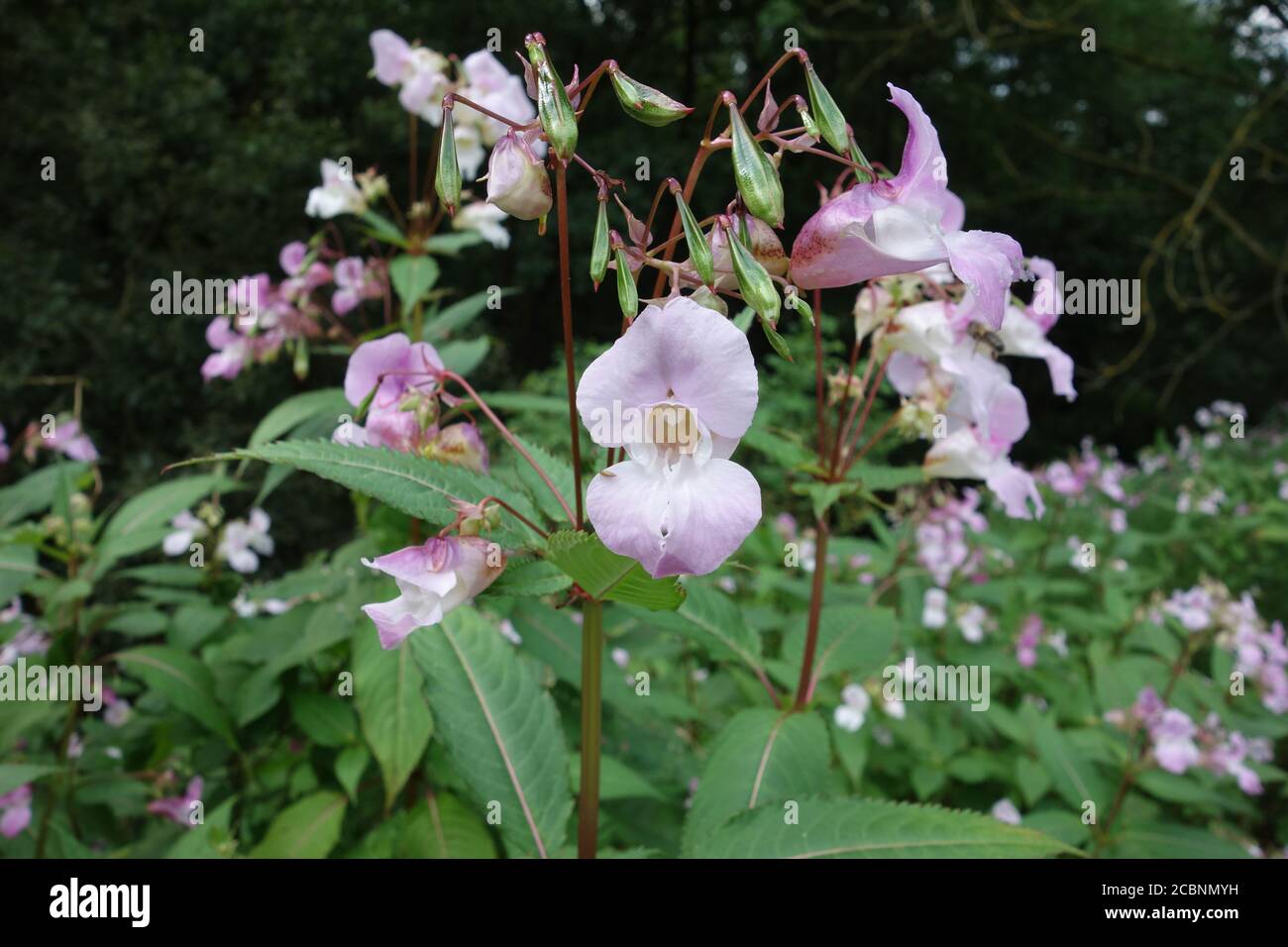 Balsam Impatiens, rose pâle, 'Jewelweed ornemental' dans un jardin de campagne anglais, Lancashire, Angleterre, Royaume-Uni. Banque D'Images