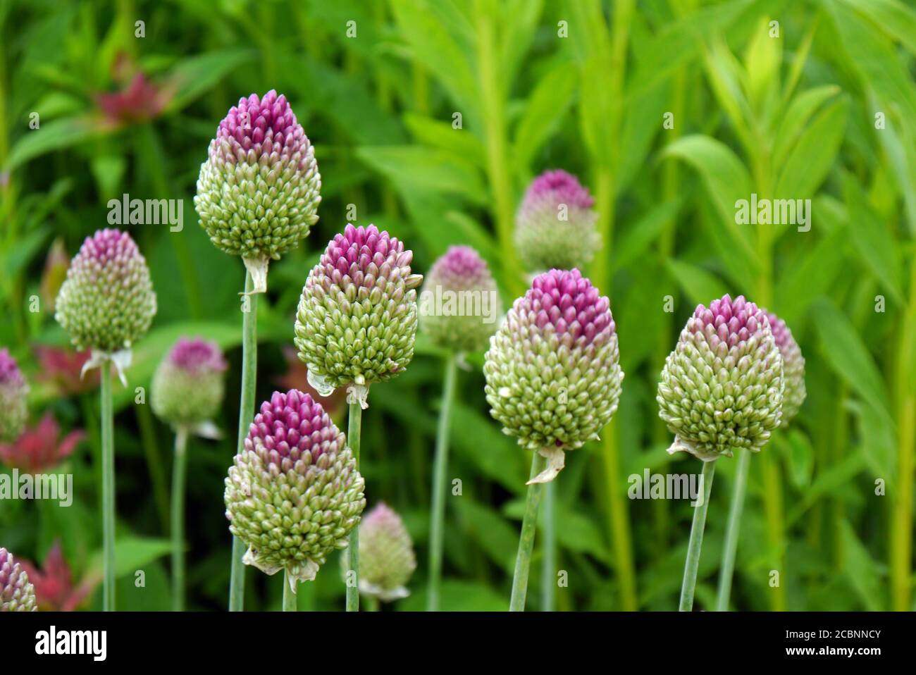 Allium Sphaerocephalon (poireau à tête ronde) à tête ronde, fleurs cultivées à la frontière de RHS Garden Harlow Carr, Harrogate, Yorkshire, Angleterre, Royaume-Uni. Banque D'Images