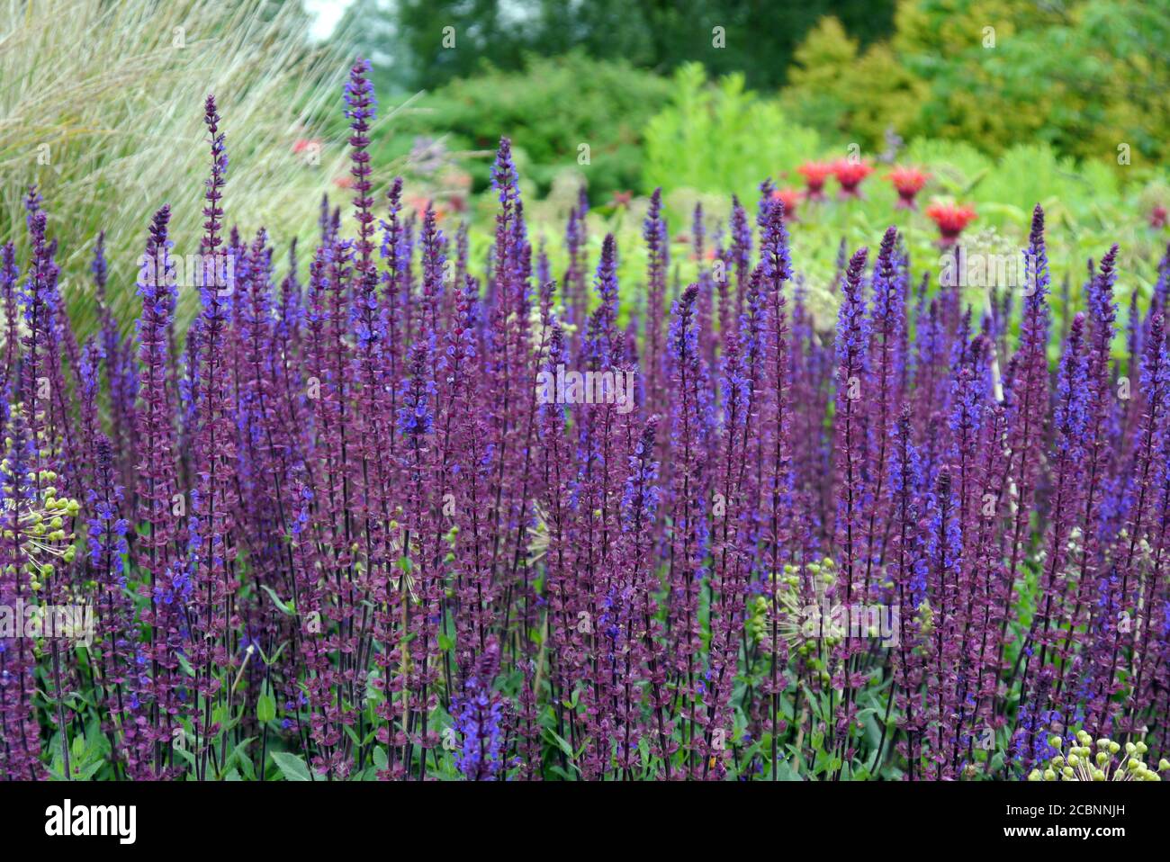 Sauge des bois violet/bleu/violet 'alvia Nemorosa Caradonna' fleurs cultivées à la frontière de RHS Garden Harlow Carr, Harrogate, Yorkshire, Angleterre, Royaume-Uni. Banque D'Images