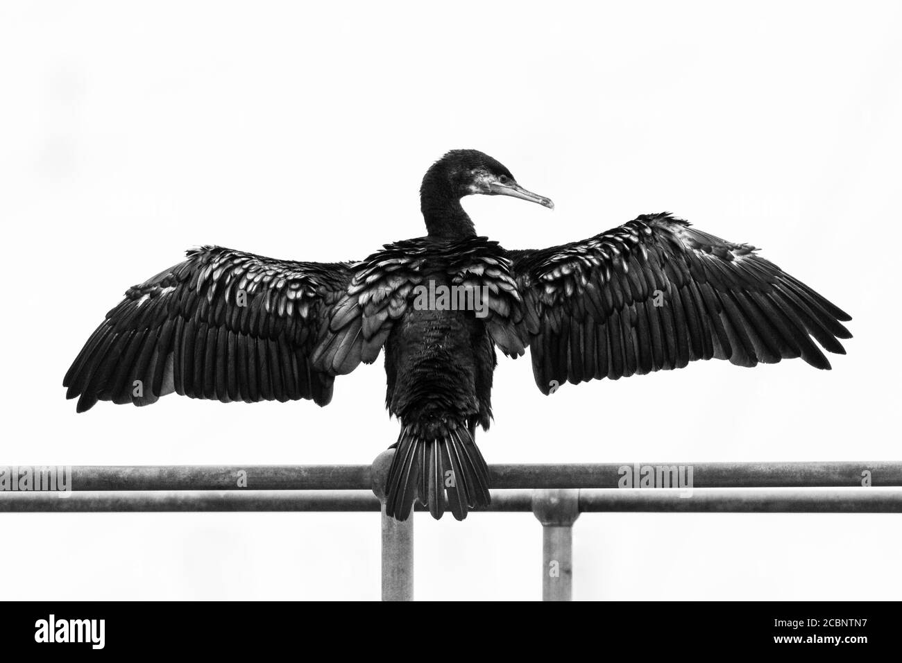 Prise de vue en niveaux de gris d'un cormorant à double crête Banque D'Images