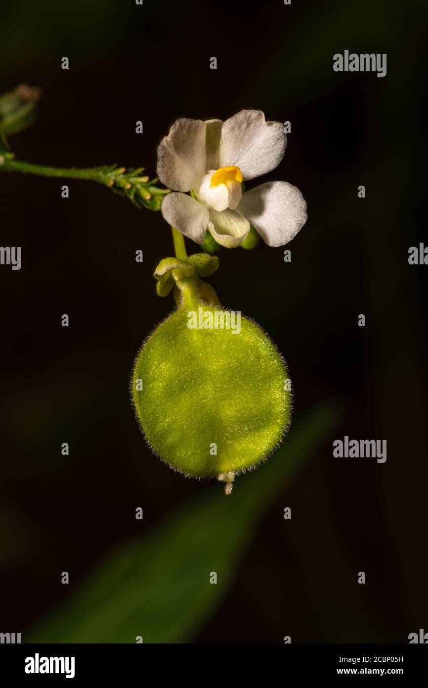 Fleurs et jeunes fruits de la vigne en ballon, de la graine de coeur ou aussi appelé cerise d'hiver (Cardiospermum halicabium) Banque D'Images