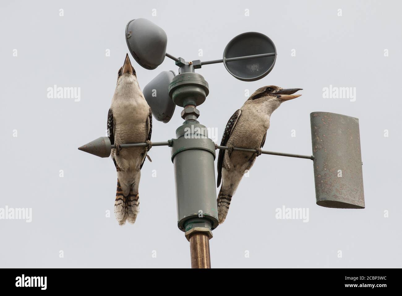 Kookaburra en riant perchée et appelant sur l'anémomètre ou la vitesse du vent mètre Banque D'Images