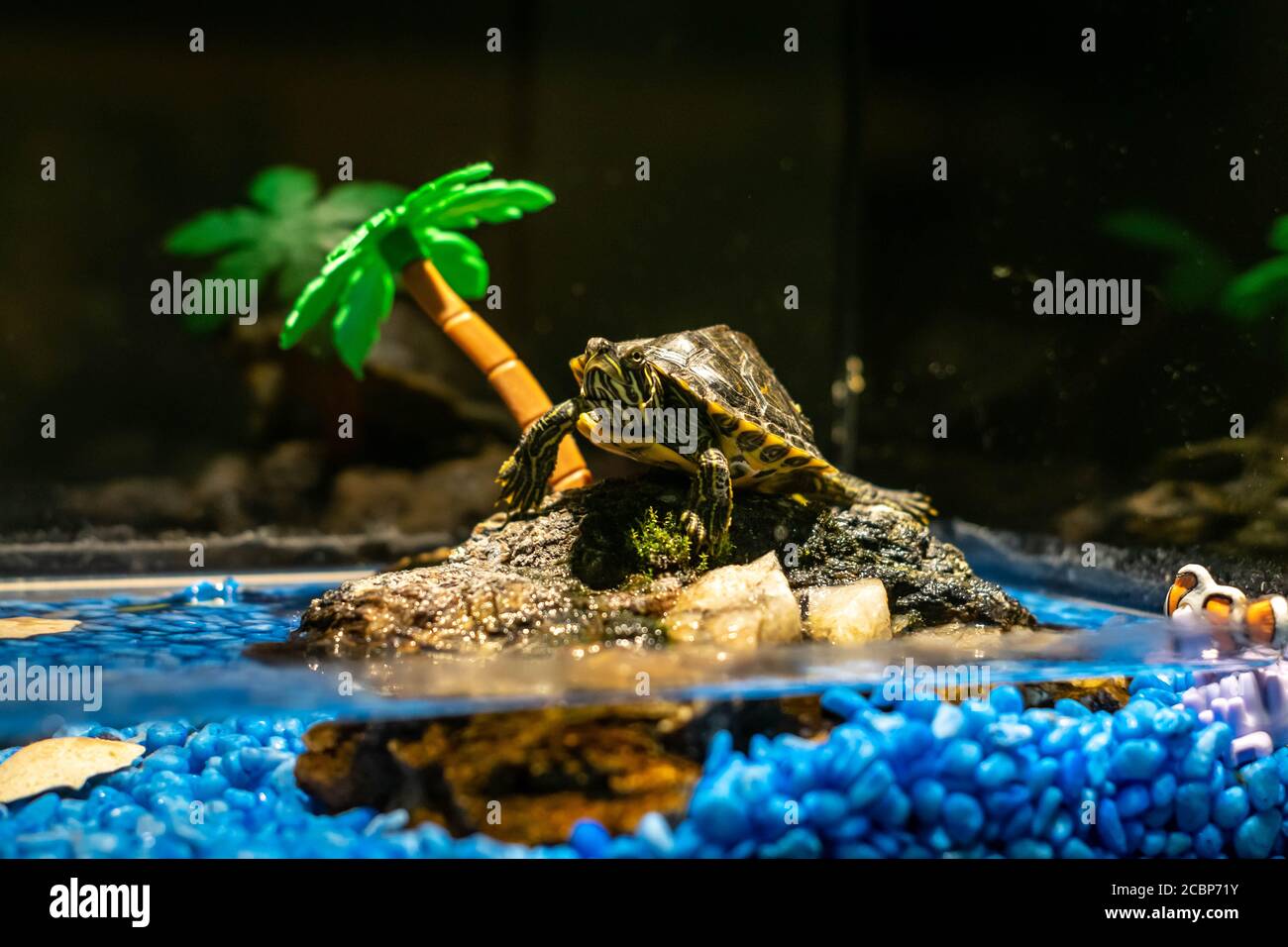 Jeune tortue Mississippi tortue dans la petite île aquarium détente Banque D'Images