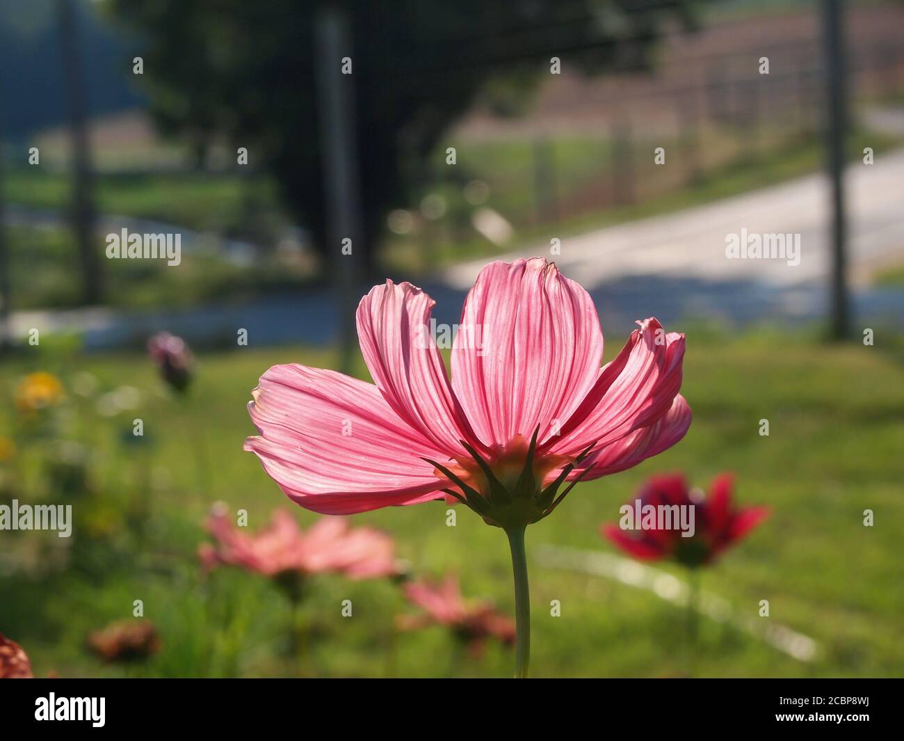 Un cosmos rose vif fleurit dans un champ de fleurs le long d'une route de campagne est illuminé par la lumière du soleil à travers les pétales, sur un wam été après Banque D'Images