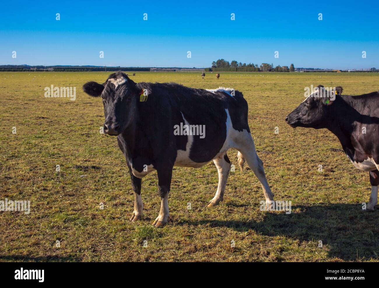 Nouvelles-Zélande scènes de campagne: Troupeaux de vaches laitières Banque D'Images