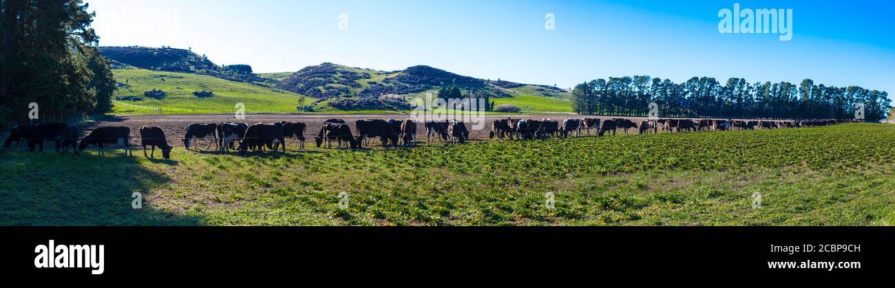 Nouvelles-Zélande scènes de campagne: Strip-nourrir vaches laitières. Banque D'Images