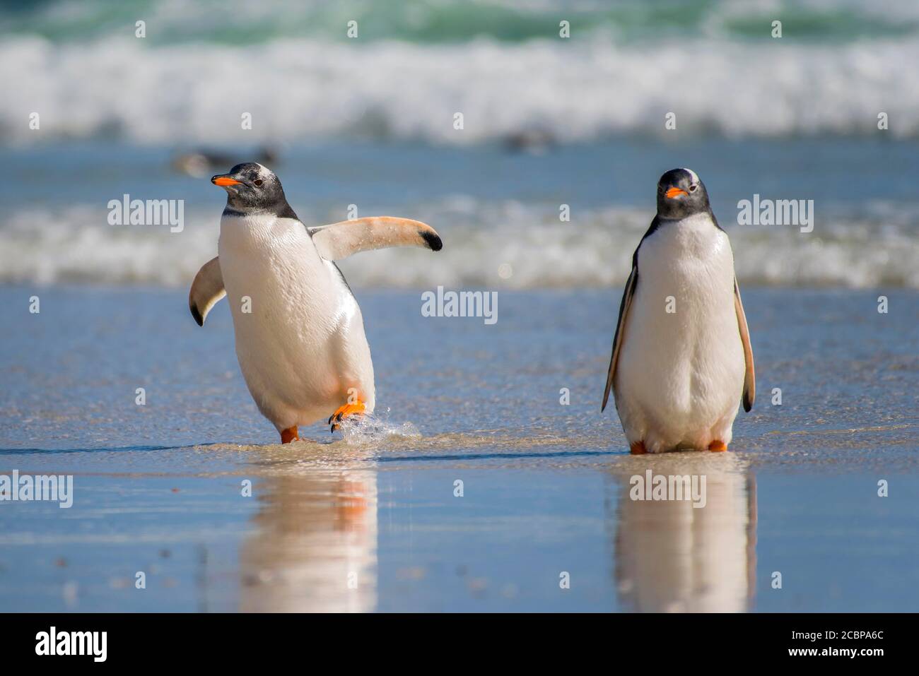 Gentoo Penguins (Pygoscelis papouasie) à la plage, île de Saunders, îles Falkland, Grande-Bretagne, Amérique du Sud Banque D'Images