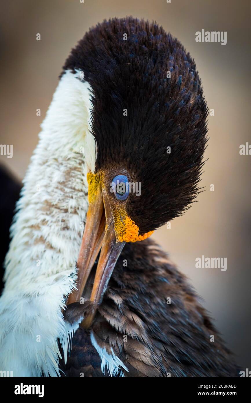 Cormorant à yeux bleus (Leucocarbo arriceps ou Phalacrocorax arriceps), également Cormorant antarctique, île de Saunders, îles Falkland, Grande-Bretagne Banque D'Images