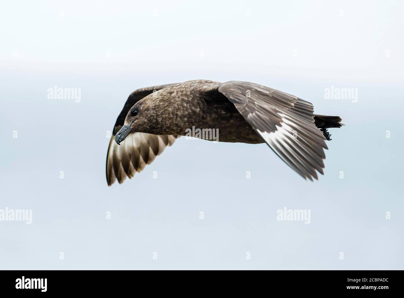 Great skua (Stercorarius skua) en vol, The Neck, Saunders Island, Falkland Islands, Grande-Bretagne Banque D'Images