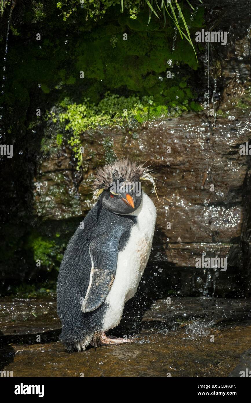 Rockhopper Penguin (Eudyptes chrysocome) nettoie son plumage à un site d'eau douce, à l'île de Saunders, aux îles Falkland, en Grande-Bretagne, en Amérique du Sud Banque D'Images