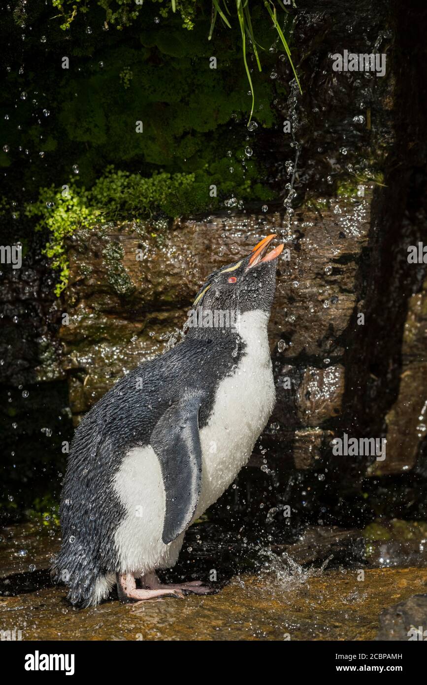 Rockhopper Penguin (Eudyptes chrysocome) nettoie son plumage à un site d'eau douce, à l'île de Saunders, aux îles Falkland, en Grande-Bretagne, en Amérique du Sud Banque D'Images