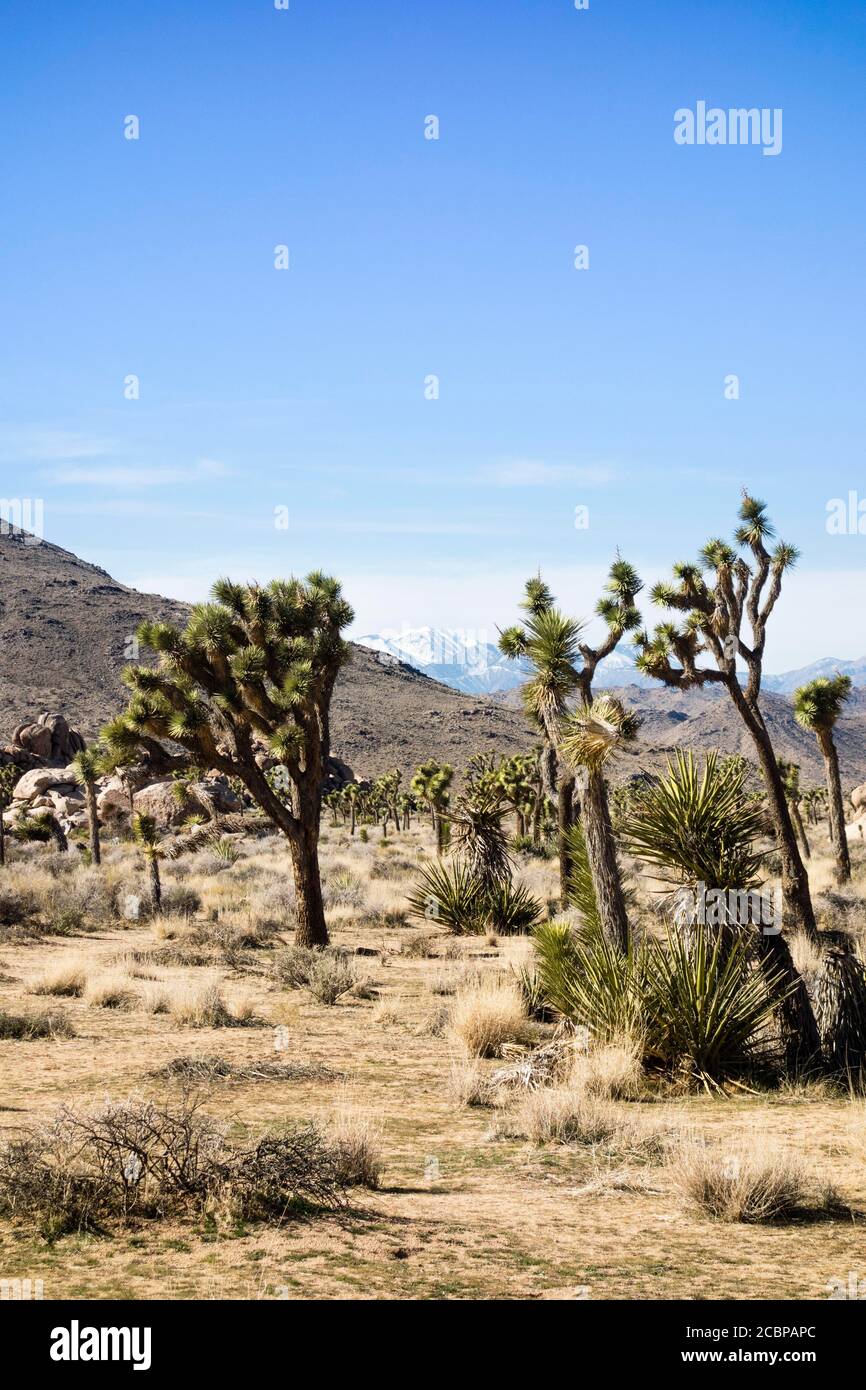 Joshua Trees (Yucca brevifolia) dans le désert aride paysage, les montagnes à l'arrière, Joshua Tree National Park, Californie, Etats-Unis Banque D'Images