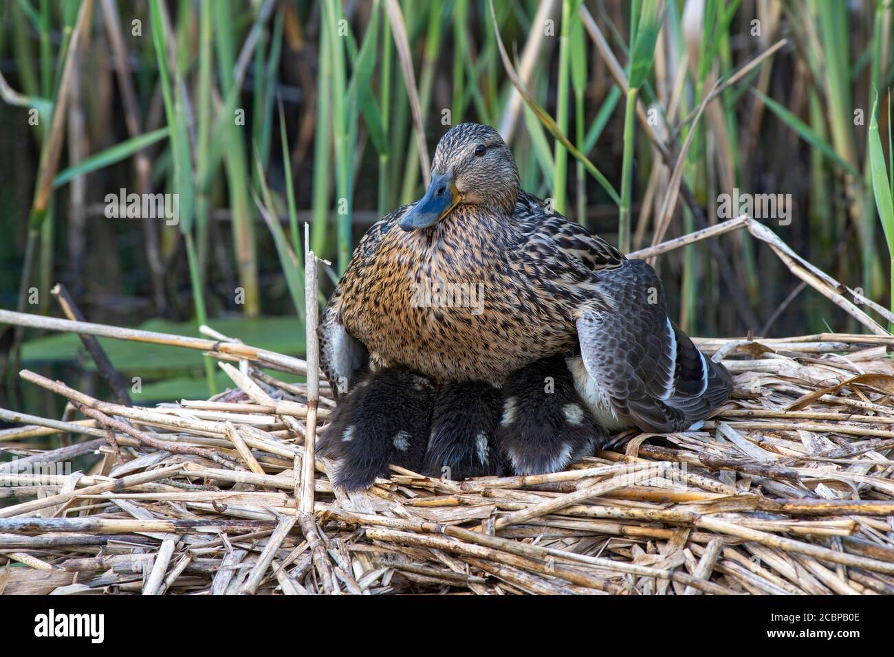 Mallard (Anas platyrhynchos), oiseau adulte réchauffe ses poussins dans le nid, Limbach, Burgenland, Autriche Banque D'Images