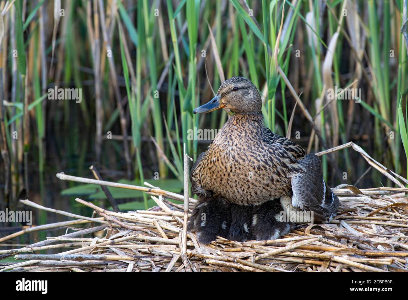 Mallard (Anas platyrhynchos), oiseau adulte réchauffe ses poussins dans le nid, Limbach, Burgenland, Autriche Banque D'Images