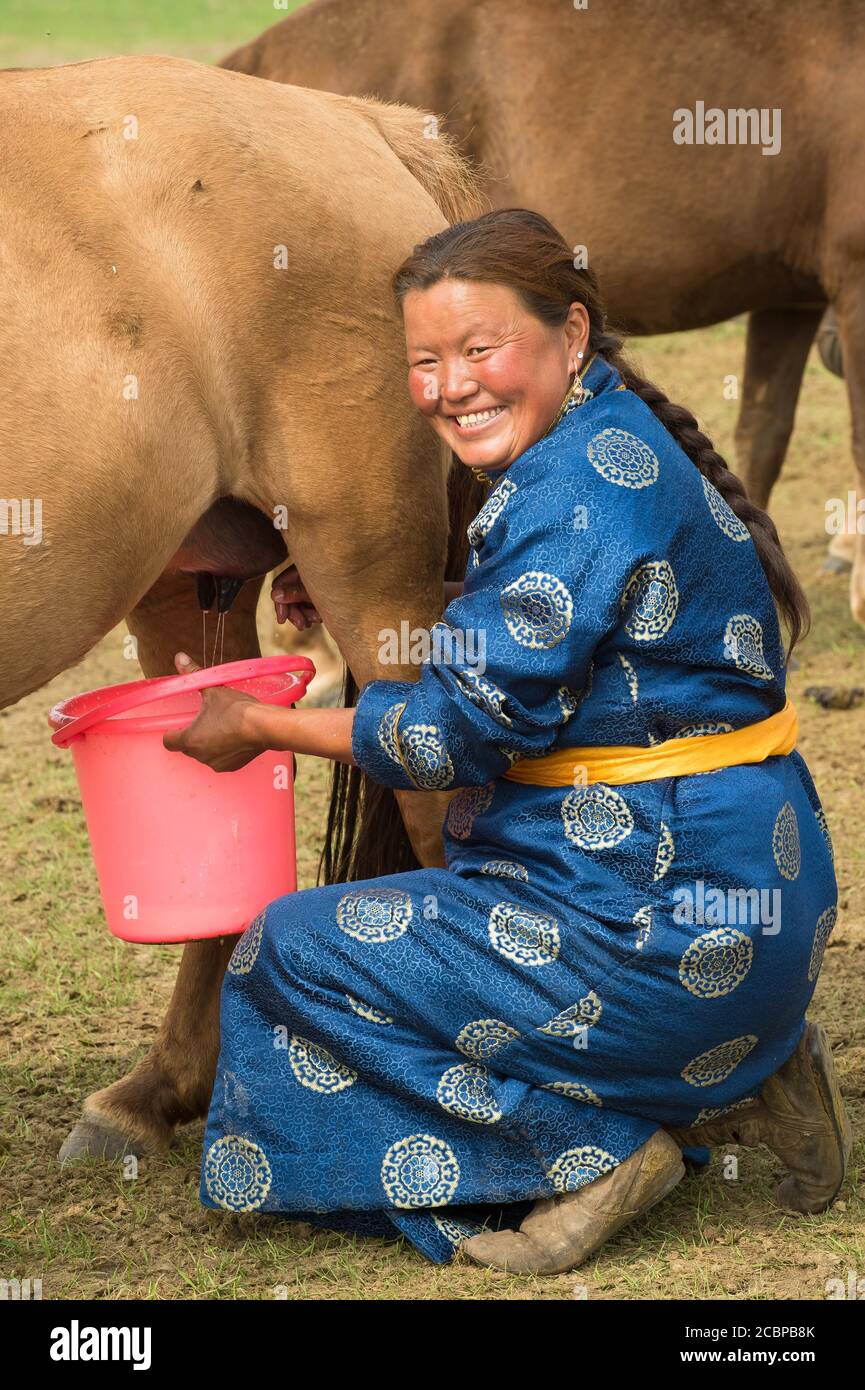 Jument de traite sans bergers, Uvurkhangai aimag, Mongolie Banque D'Images