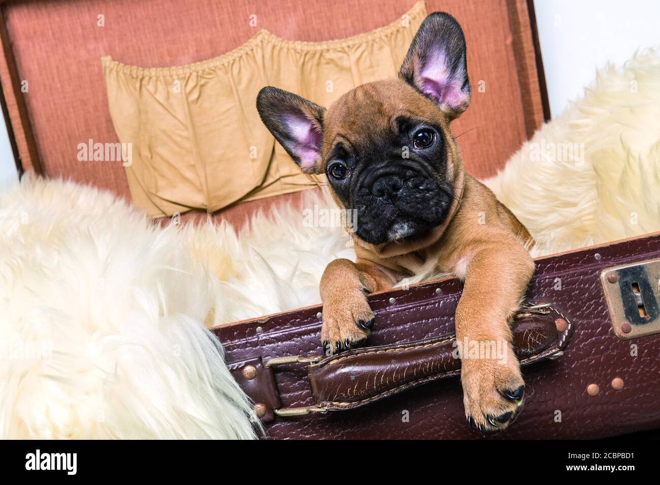 Bulldog français, teddy brun, brun clair avec visage noir, chiot, assis dans une vieille valise, portrait d'animal, Allemagne Banque D'Images
