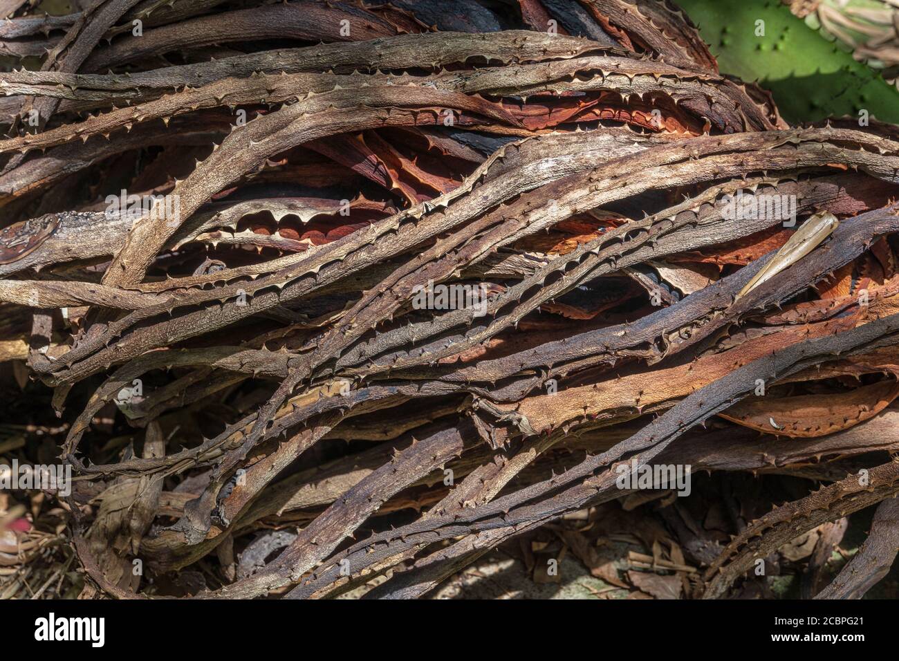 Racines d'une plante amère d'aloès (Aloe ferox) - Davie, Floride, Etats-Unis Banque D'Images