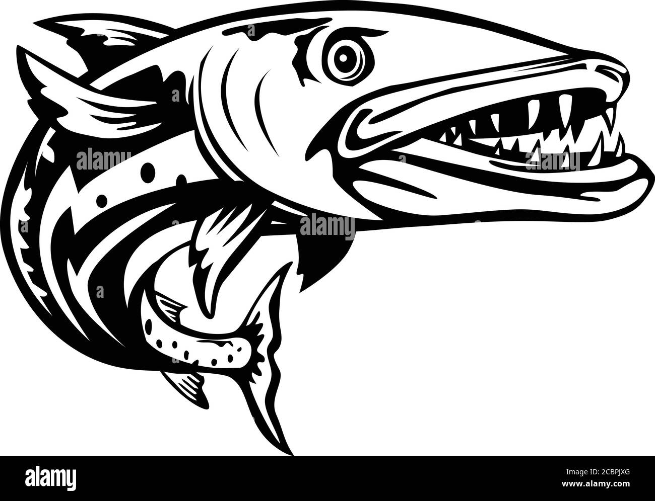 Illustration rétro de style boisés d'un barracuda ou Sphyraena barracuda, un grand poisson prédateur à raies d'eau salée du genre Sphyraenapredatrice, Illustration de Vecteur Illustration rétro de style boisés d'un barracuda ou Sphyraena barracuda, un grand poisson prédateur à raies d'eau salée du genre Sphyraenapredatrice, Illustration de Vecteur