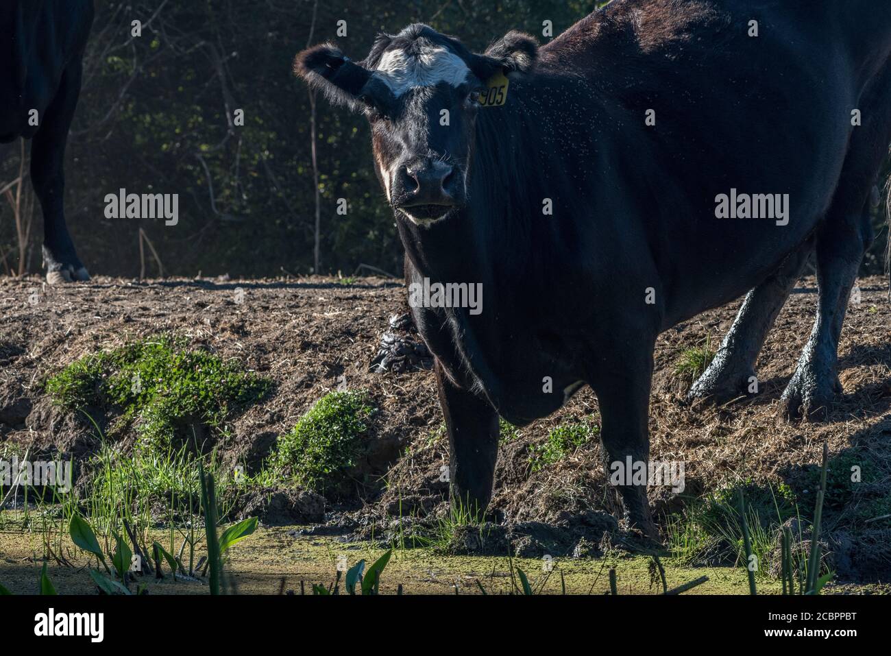 Une vache californienne à portée libre s'arrête au bord d'un étang de bétail et regarde le photographe. Banque D'Images