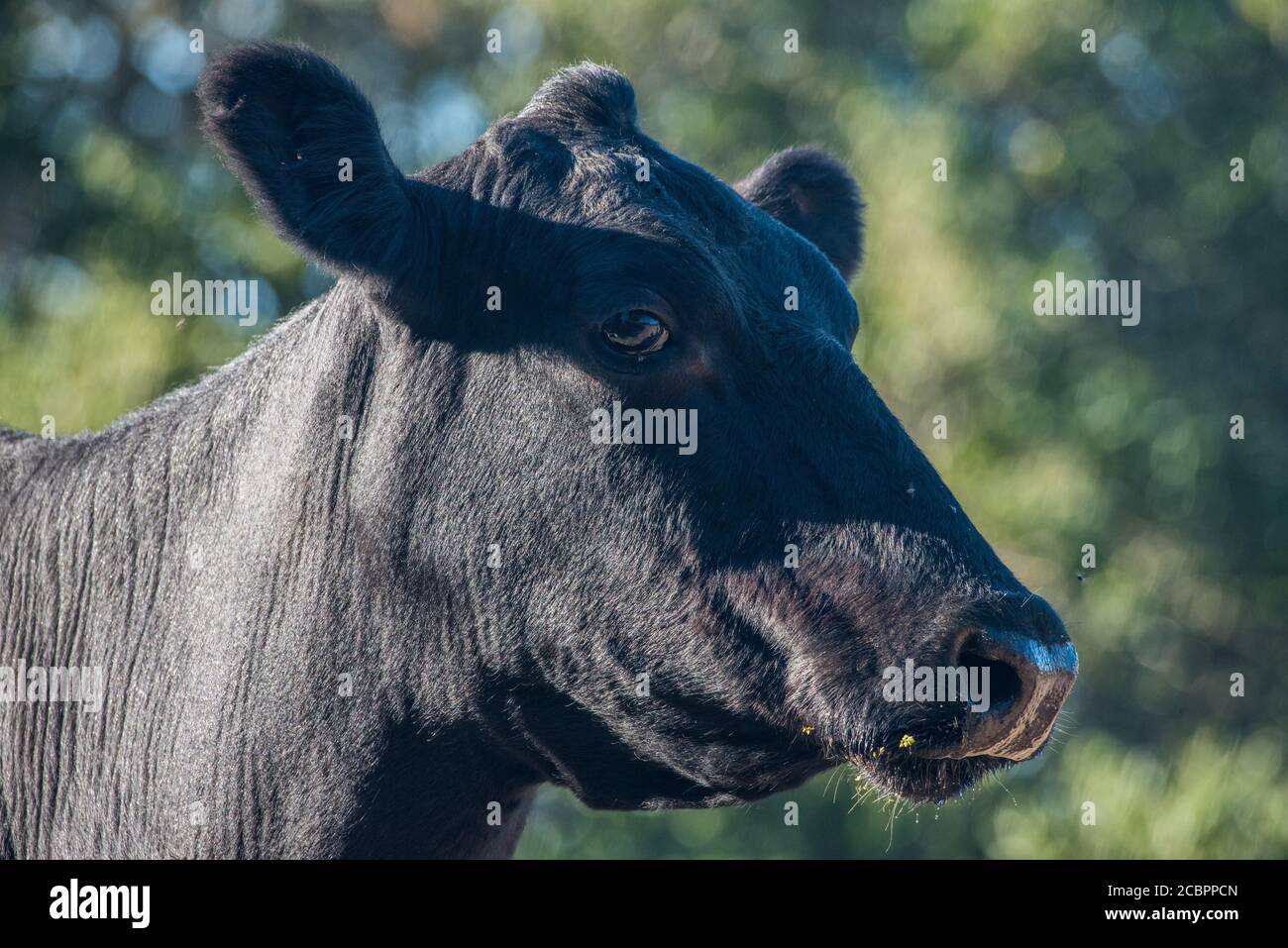 Un portrait de vache angus noir à portée libre pris lors d'une journée ensoleillée en Californie côtière. Banque D'Images