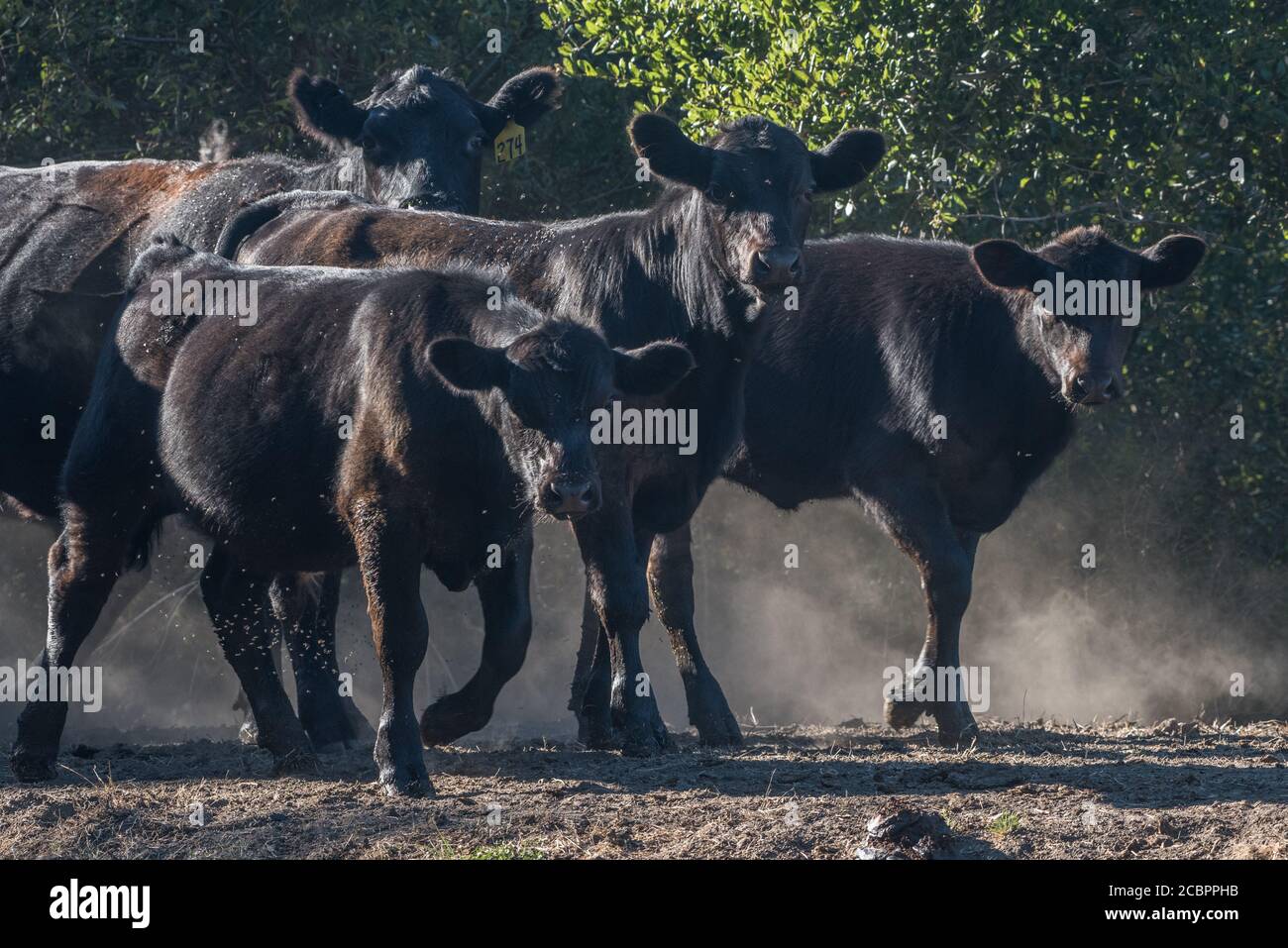 Plusieurs cerfs de vache marchent sur un sentier poussiéreux lors d'une journée chaude en Californie. Banque D'Images