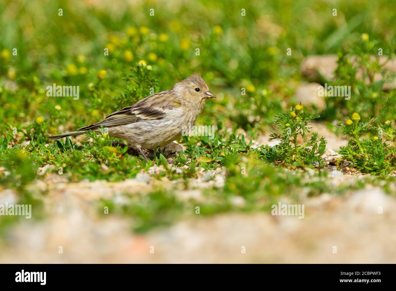 Gros plan d'un joli Carduelis petit oiseau à la recherche semences Banque D'Images