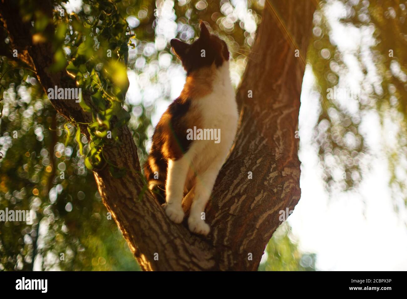 Tricolor chat chasse sur le saule curly arbre dans le jardin d'été Banque D'Images