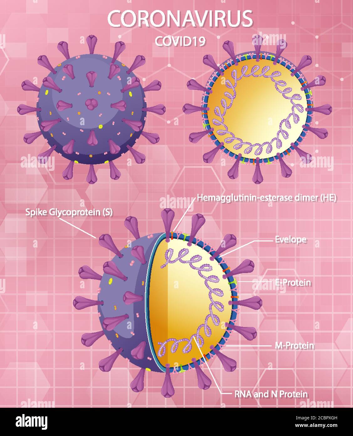 Schéma de l'illustration de la structure des particules du virus Corona Illustration de Vecteur