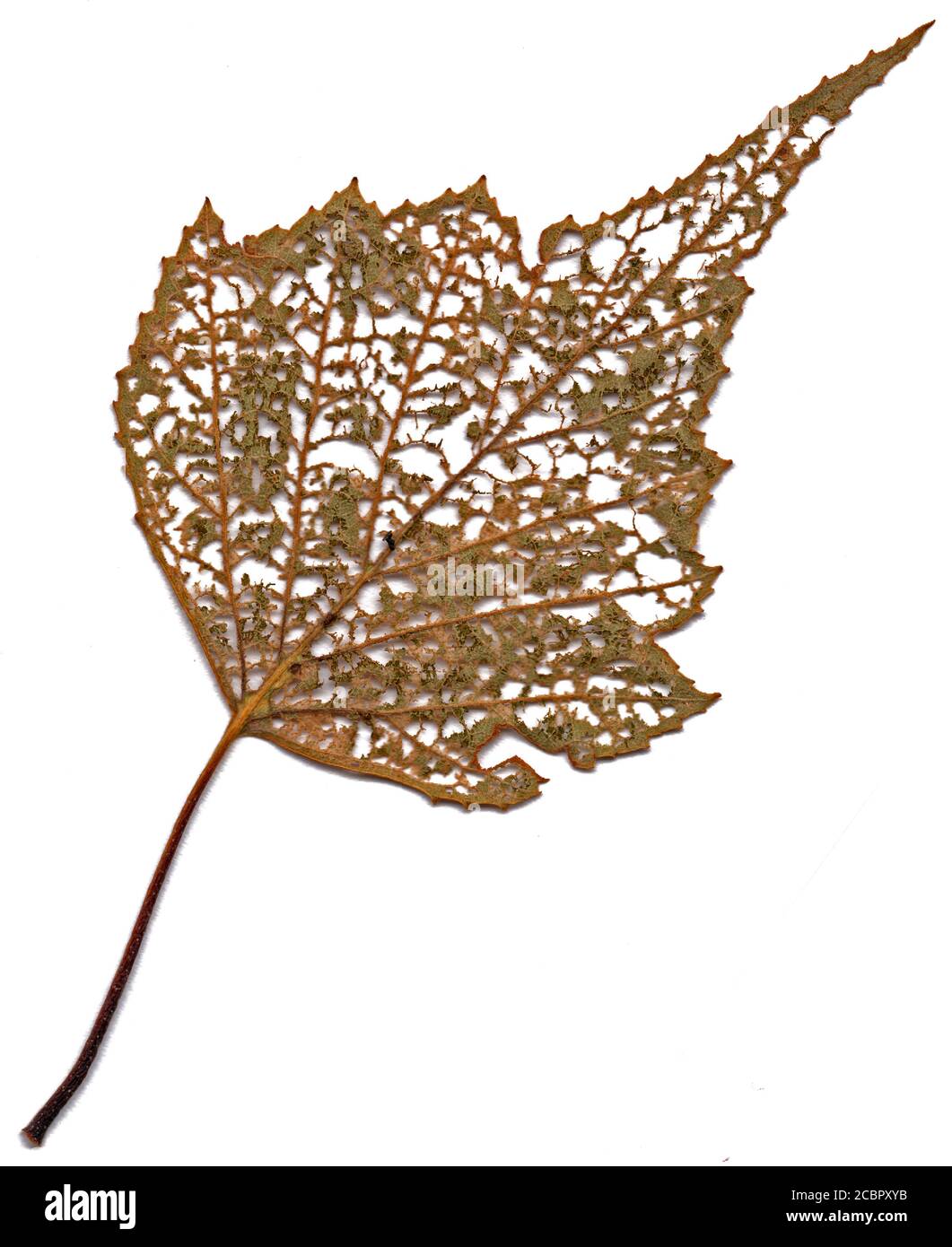 Décomposition de la feuille d'arbre de bouleau montrant des motifs complexes dans la nature - Arrière-plan blanc Banque D'Images