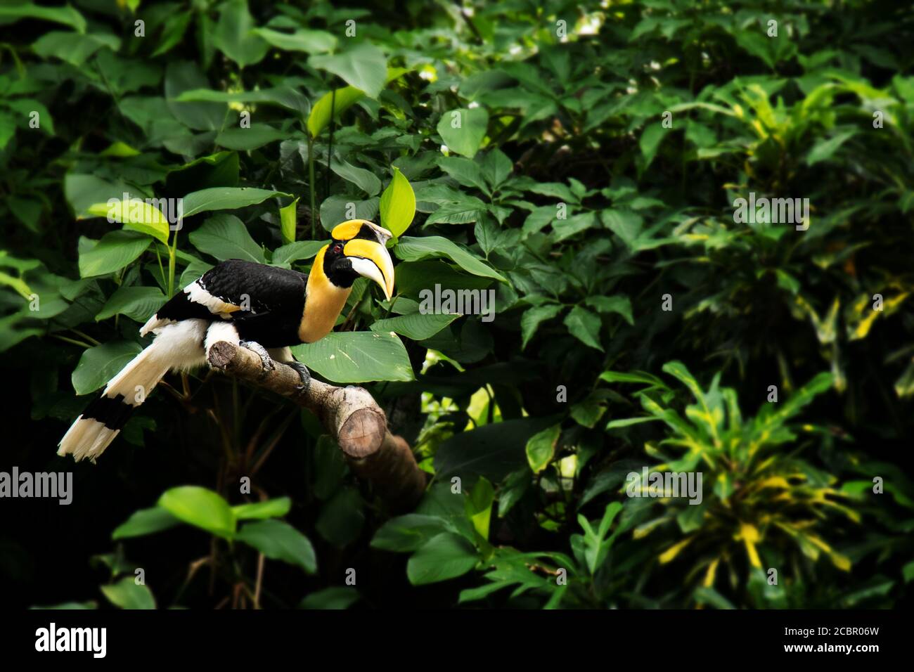 Hornbill à bec jaune, grand charme, grand charme indien, grand charme à pied dans la forêt tropicale à thème vert Banque D'Images