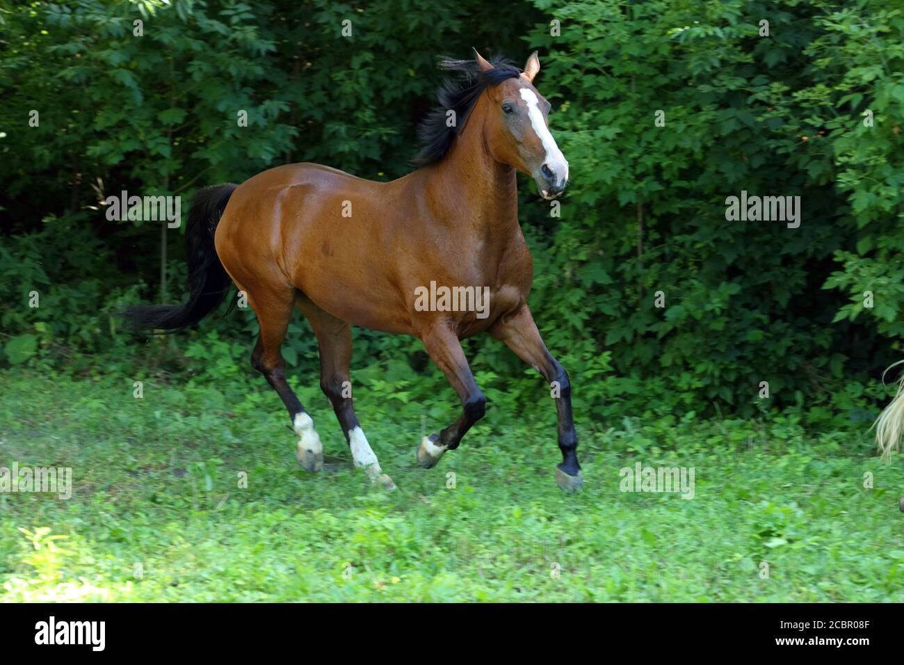 Cheval andalou près de la galopante le reste stable, à Banque D'Images