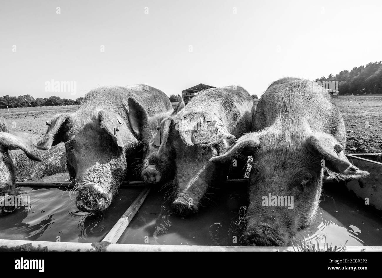 Gros porcs blancs qui boivent à partir d'une gouttière. Banque D'Images