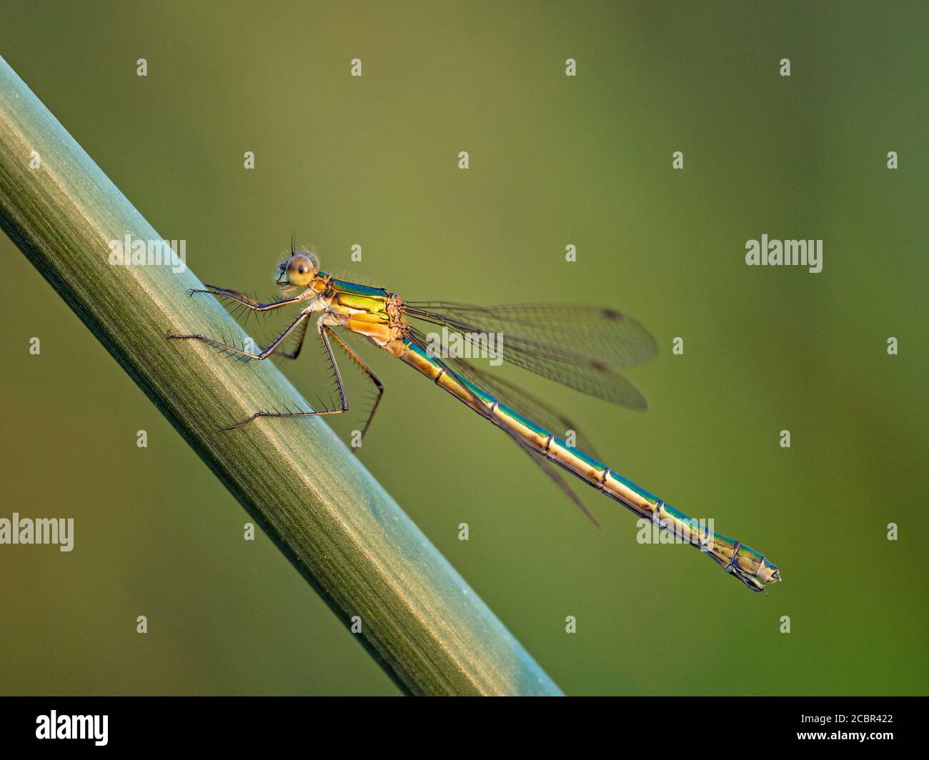 Femelle de saule émeraude damselfly (Chalcolestes viridis) en silhouette perchée par la rivière Great Ouse, Cambridgeshire, Angleterre Banque D'Images