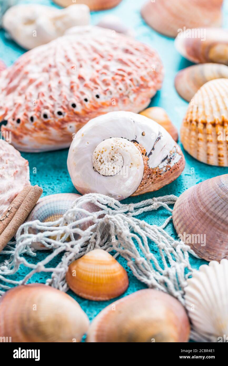 Assortiment de coquillages sur fond bleu. Plage d'été et concept de vacances. Banque D'Images