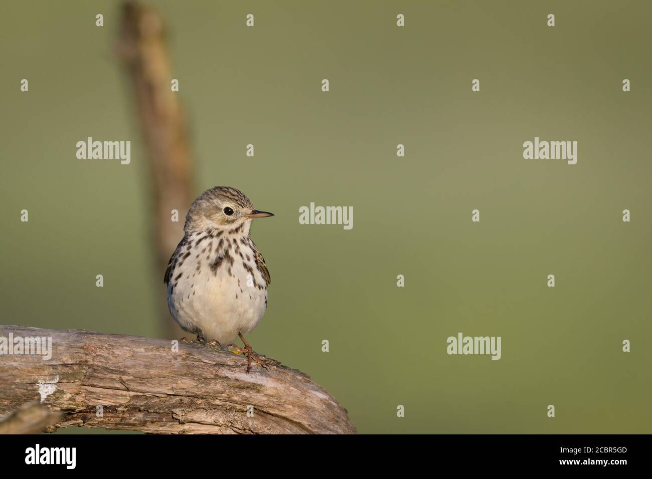 Meadow Pipit (Anthus pratensis), prenant le premier soleil à sa perche préférée à Ågesta, Suède. Banque D'Images