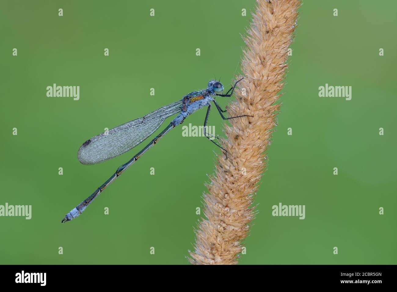 Emerald damselfly (Lestes parraina) mâle, le séchage de ses ailes de la rosée du matin. Banque D'Images