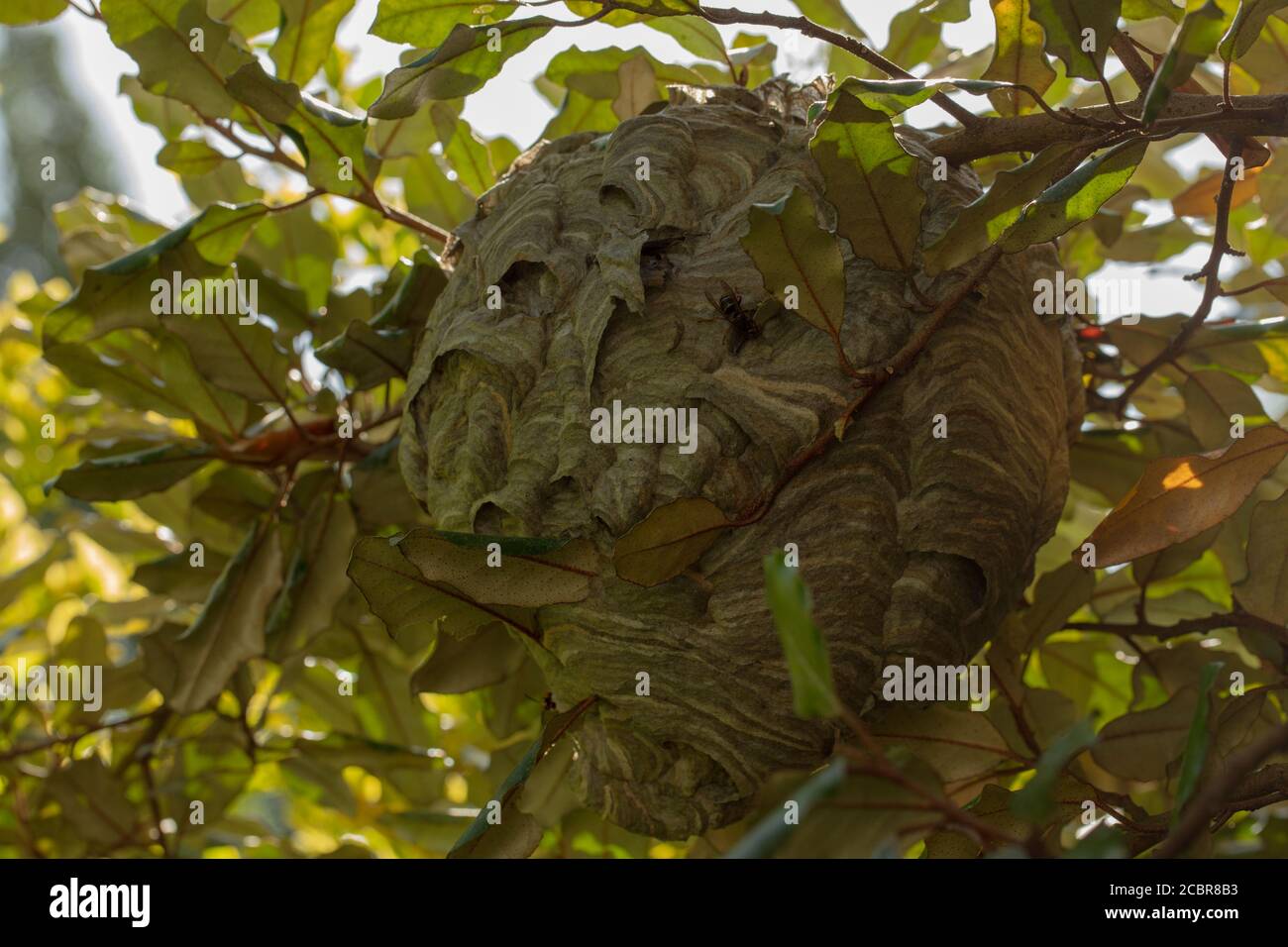 Un gros plan d'un grand nid de guêpe vu pendre d'une branche d'un arbuste de jardin en été. Banque D'Images