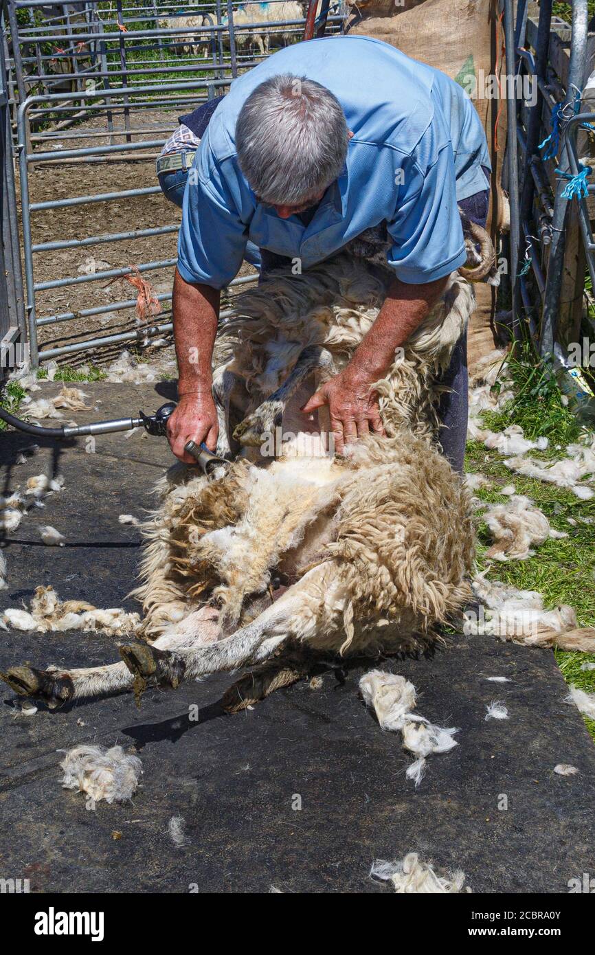 Tonte de moutons, Comté de Kerry Irlande Banque D'Images