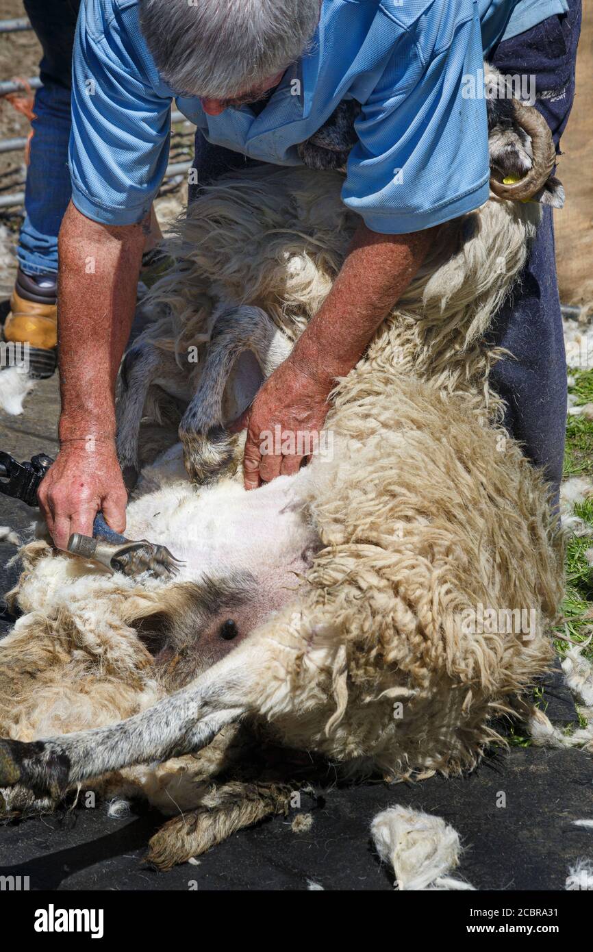 Tonte de moutons, Comté de Kerry Irlande Banque D'Images