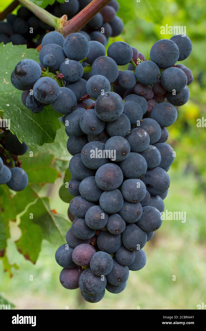 Vitis vinifera 'Pinot Noir'. Obernai. Bas-Rhin, Alsace. FRANCE ROYAUME-UNI ET IRLANDE UNIQUEMENT Banque D'Images
