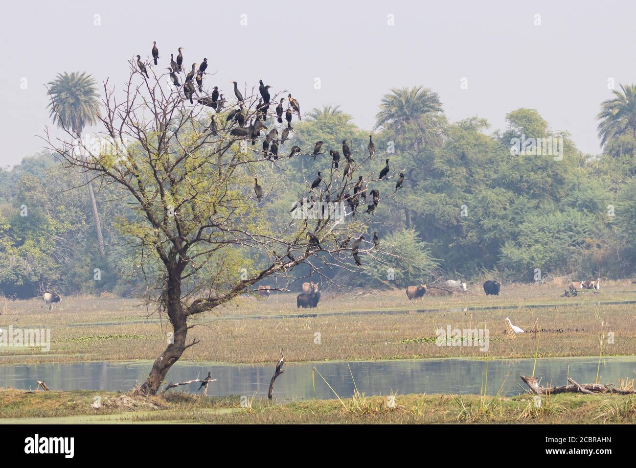 Un arbre avec des troupeaux d'oiseaux de dard qui y sont assis avec des vaches et des buffles en arrière-plan à bharatpur oiseau sanctuaire dans l'Inde Rajasthan Banque D'Images